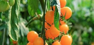 Description de la variété de tomate Capsule jaune, ses caractéristiques et son rendement