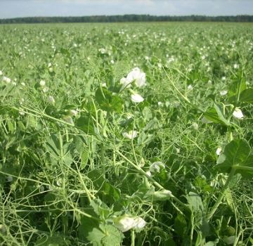 What to plant next year after peas, the best predecessors in crop rotation