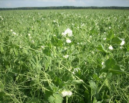 What to plant next year after peas, the best predecessors in crop rotation