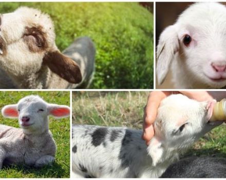 Kako piti janje bez ovce kod kuće, shemu hranjenja