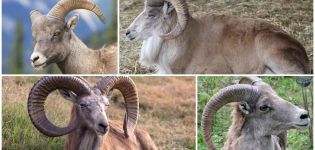 Description of Turkmen mountain sheep and their way of life, what the enemies also eat