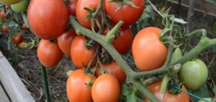 Ciri dan keterangan mengenai varieti tomato Nikola, hasil