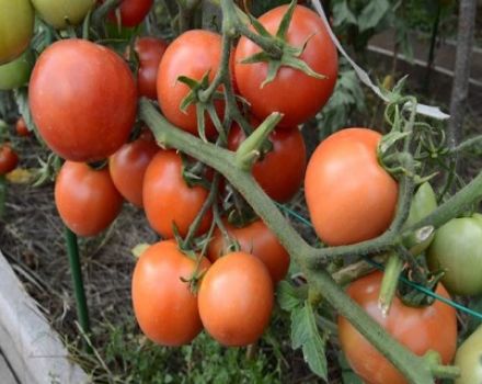 Kenmerken en beschrijving van de Nikola-tomatensoort, opbrengst