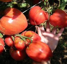 Descripción de la variedad de tomate Miracle Altai, características de cultivo y cuidado.