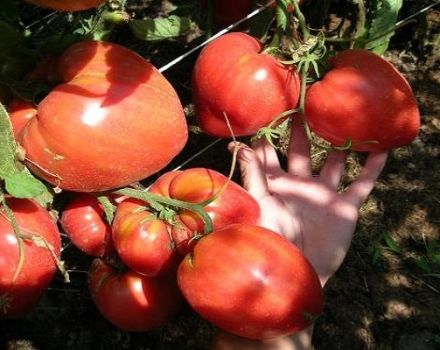 Descripción de la variedad de tomate Miracle Altai, características de cultivo y cuidado.