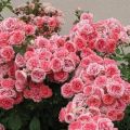 Description des variétés de roses floribunda, plantation et entretien en plein champ pour les débutants