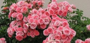 Descripció de varietats de roses floribunda, plantació i cura en camp obert per a principiants