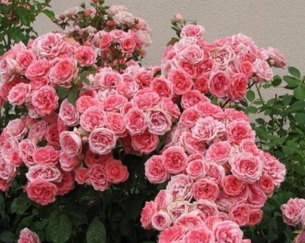 Description des variétés de roses floribunda, plantation et entretien en plein champ pour les débutants