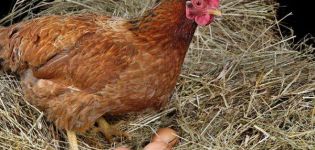 Reasons why chickens do not lay and what to do for better egg production