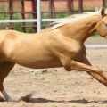 Características e historia del origen de los caballos de sal