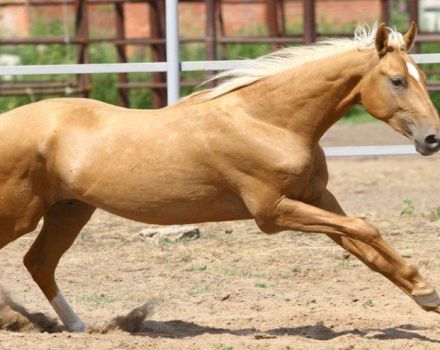 Características e historia del origen de los caballos de sal