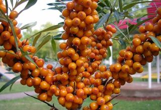 Plantar, cultivar y cuidar el espino amarillo en campo abierto