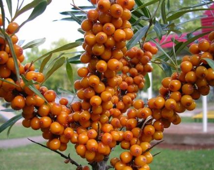 Menanam, membesar dan merawat buckthorn laut di ladang terbuka