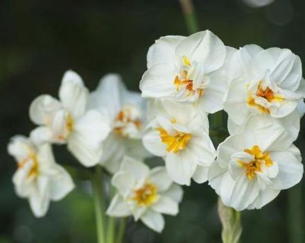 Descripción de la variedad de narcisos Sir Winston Churchill, reglas de plantación y cuidado.