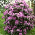 Description et caractéristiques du rhododendron Daursky, plantation et entretien