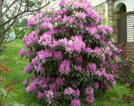 Opis a charakteristika Daurského rododendronu, výsadba a starostlivosť