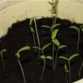 Por qué las plántulas de tomate se estiran, se vuelven delgadas y largas, qué hacer