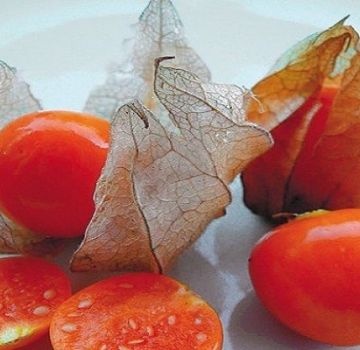 Propriétés utiles et dommages de la fraise physalis, types et méthodes d'application