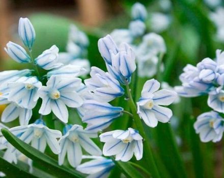 Planter et entretenir Pouchkine en plein champ, les meilleures espèces et variétés