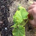 How to properly form a melon in the open field and in a greenhouse, do you need to pinch