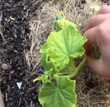 How to properly form a melon in the open field and in a greenhouse, do you need to pinch