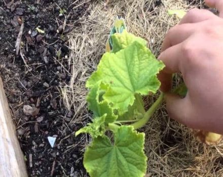 Cómo formar correctamente un melón en campo abierto y en un invernadero, es necesario pellizcar