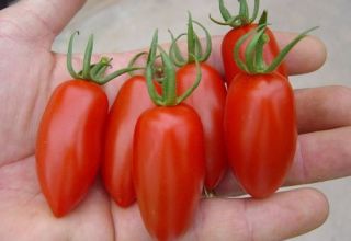 Ciri dan keterangan mengenai varieti tomato Raketa, hasil dan penanamannya