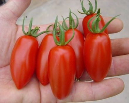 Ciri dan keterangan mengenai varieti tomato Raketa, hasil dan penanamannya