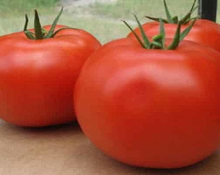 Characteristics and description of the infinity tomato variety