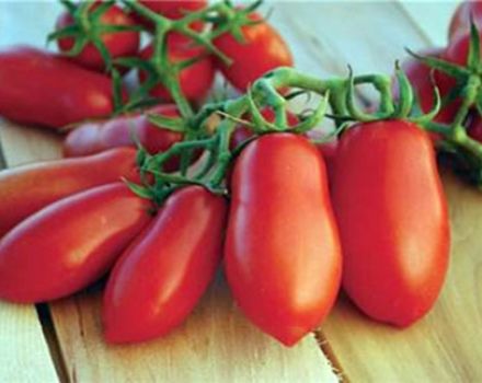 Characteristics and description of the tomato variety You will lick your fingers, its yield