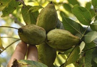 Descripció i característiques de la noguera, la plantació i la cura de Lancaster