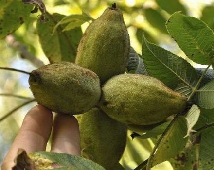 Description and characteristics of Lancaster walnut, planting and care