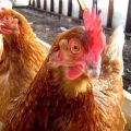 Qué hacer y cómo tratar la diarrea en gallinas ponedoras en casa con medicamentos y remedios caseros.