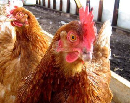 What to do and how to treat diarrhea in laying hens at home with drugs and folk remedies