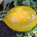 Methods of combating melon diseases, their treatment and processing, danger to humans