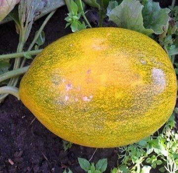 Methods of combating melon diseases, their treatment and processing, danger to humans