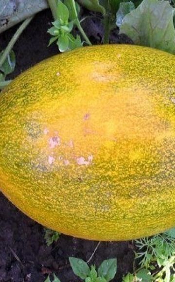 Methods of combating melon diseases, their treatment and processing, danger to humans