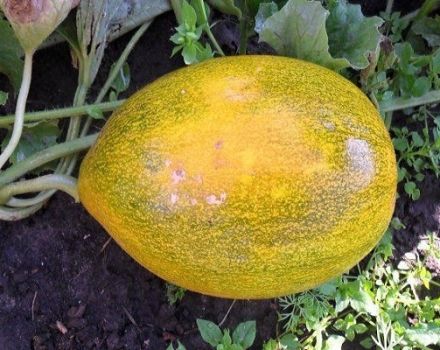 Méthodes de lutte contre les maladies du melon, leur traitement et leur transformation, danger pour l'homme