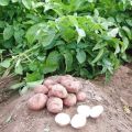 Description of the Slavyanka potato variety, features of cultivation and care