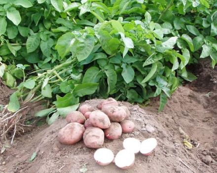 Descripción de la variedad de papa Slavyanka, características de cultivo y cuidado.