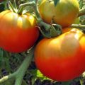 Caractéristiques et description de la variété de tomate Fat Jack, son rendement