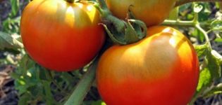 Characteristics and description of the tomato variety Fat Jack, its yield