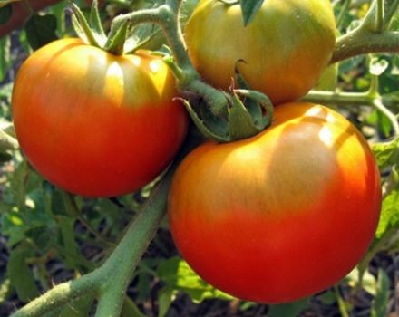 Kenmerken en beschrijving van de tomatenvariëteit Fat Jack, de opbrengst