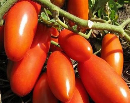 Caractéristiques et description de la variété de tomate gaspacho, son rendement