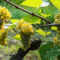 Cómo cultivar uvas en la región de Leningrado en invernadero y campo abierto, plantación y cuidado.