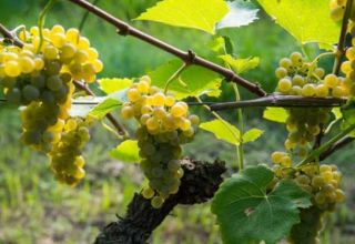 How to grow grapes in the Leningrad region in a greenhouse and open field, planting and care