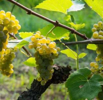 Cómo cultivar uvas en la región de Leningrado en invernadero y campo abierto, plantación y cuidado.