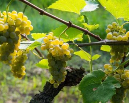 Cómo cultivar uvas en la región de Leningrado en invernadero y campo abierto, plantación y cuidado.