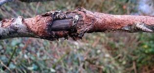 Qué hacer para tratar el cáncer de manzana, medidas de control y variedades resistentes.