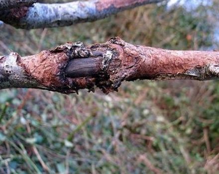 Što učiniti za liječenje raka jabuke, mjere suzbijanja i otporne sorte